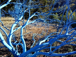 Foto de Presentación el Bosque Azul