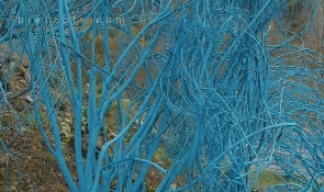 Foto de El arte se revela contra los incendios forestales en el Bosque Azul
