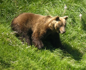 Foto de Actividades de la Fundación Oso Pardo