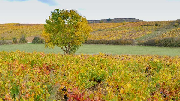 Villafranca del Bierzo acoge un encuentro del mundo del vino para reivindicar su valor histórico en el municipio y en la comarca